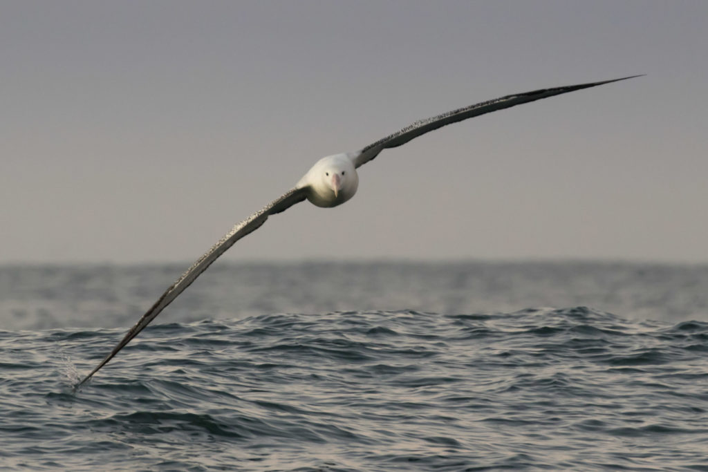 Antipodean Gibsons Albatross &copy; Stephanie & Oli Prince