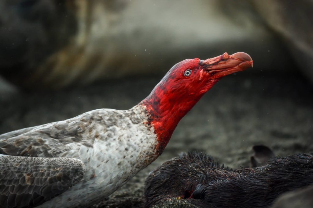 As albatross colonies become sparser, giant petrel attacks increase © Stephanie Winnard