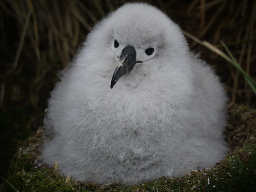 Satellite tags were attached to 16 chicks in the nest © Derren Fox